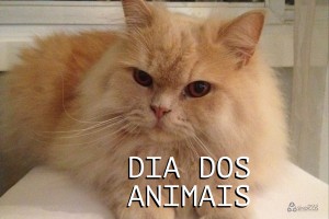 Animais de Estimação em Condomínio